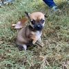 littlefuchs04